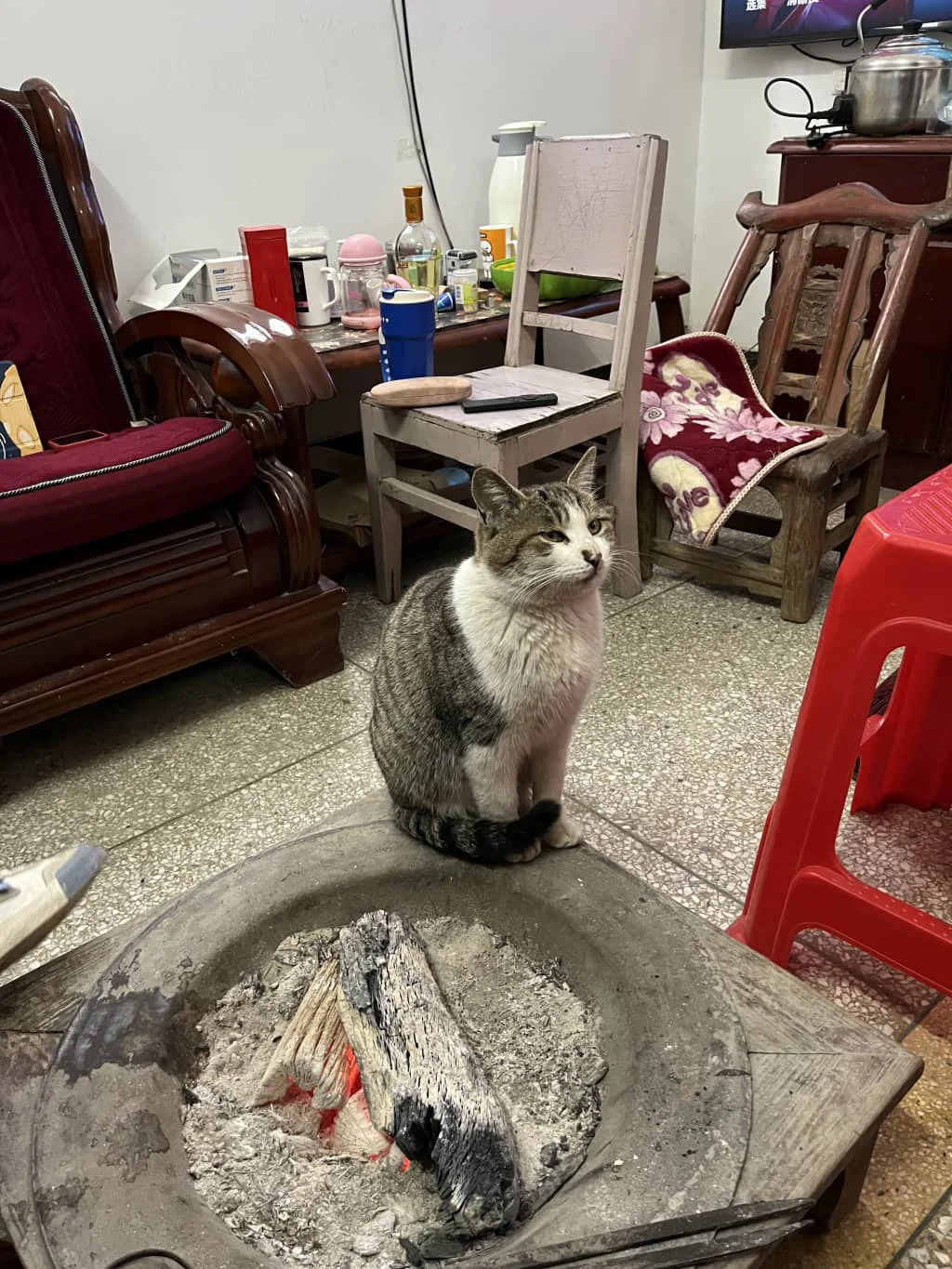 酷酷的猫